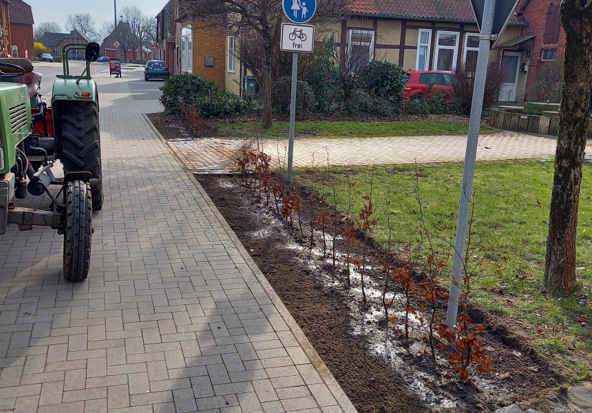 Pflanzaktion entlang der Bundesstraße